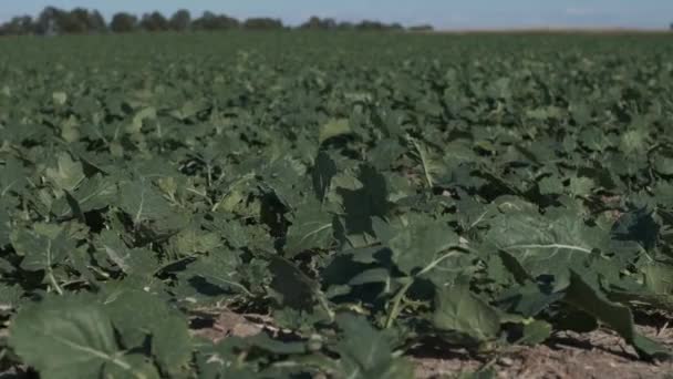 Germogli Melanzana Crescono Sul Campo Agricolo Coltivato Autunno Filmati Video — Video Stock