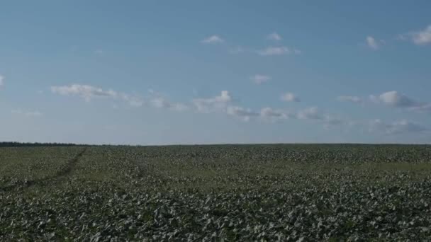 Landelijke Groene Velden Onder Blauwe Hemel Gefilmd Ultra Het Najaar — Stockvideo