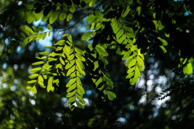 Güneşli sonbahar gününde yeşil orman yaprakları. Aşağıdan çekilen ağaç dalının güzel arka plan fotoğrafı