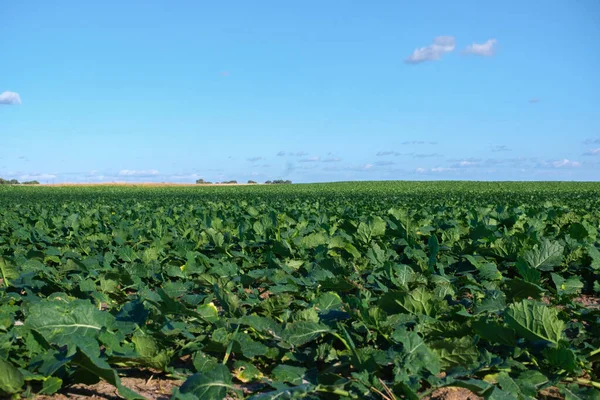 Campos Agrícolas Cultivados Fincas Rurales Que Crecen Temporada Otoño —  Fotos de Stock