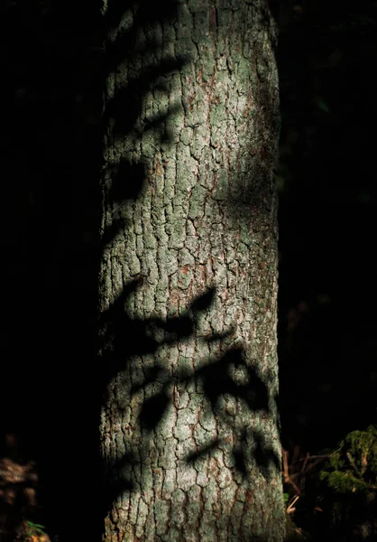 Árvore Velha Com Musgo Verde Cresce Floresta Outono — Fotografia de Stock