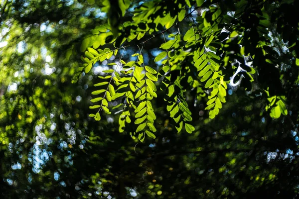 秋林树枝上的背光绿叶 — 图库照片