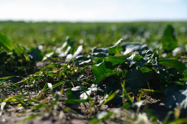 Las Verduras Berenjenas Crecen Campo Cultivado Granja Rural Sombras Nocturnas —  Fotos de Stock