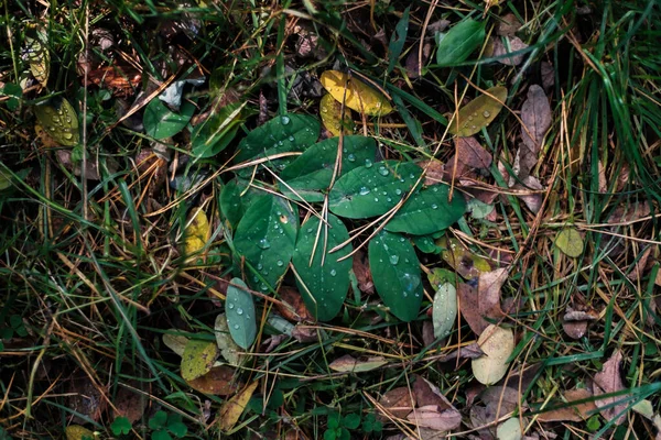 森の緑の葉の朝の露 木の地面の上から直接葉の水が落ちる — ストック写真