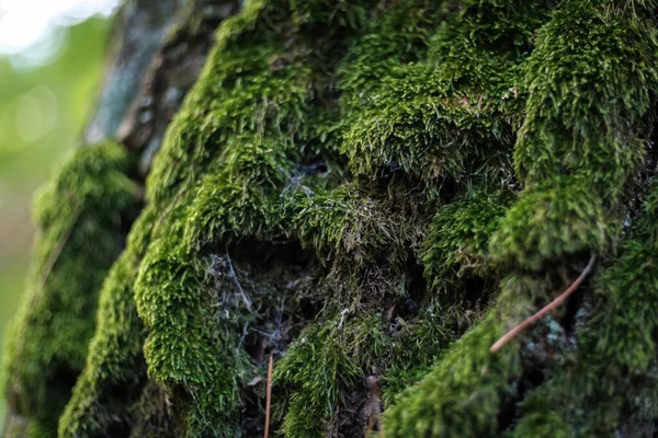 森の木の北側に緑の苔が生えている — ストック写真