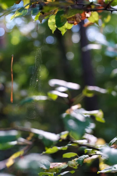 Araña Web Bosque Filmada Día Soleado Brillante Otoño —  Fotos de Stock