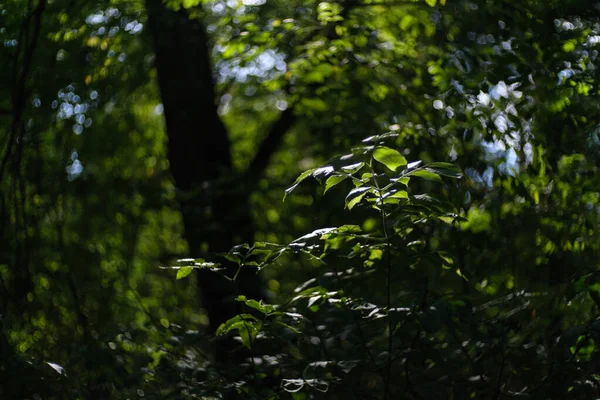Hermosas Hojas Retroiluminadas Crecen Bosque Verde Temporada Otoño —  Fotos de Stock