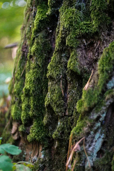 Musgo Verde Cresce Tronco Uma Árvore Floresta Outono — Fotografia de Stock