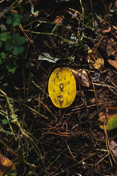 Желтый Лист Каплей Утренней Росы Выстрел Плоской Лежал Земле Лесу — стоковое фото