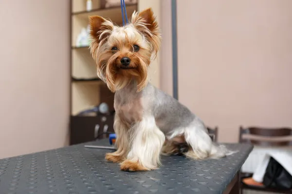 Leuke Yorkshire Terriër Hond Tafel Grooming Studio Wachten Worden Verzorgd — Stockfoto