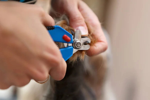 Peluquero Mascotas Recortando Uñas Perro Con Herramienta Clipper Clínica Veterinaria — Foto de Stock