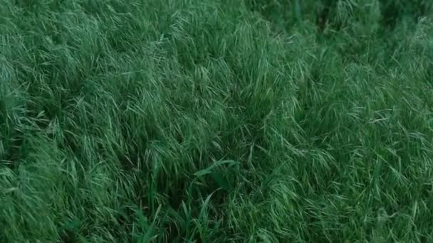 Zielone Tło Wysoką Trawą — Wideo stockowe