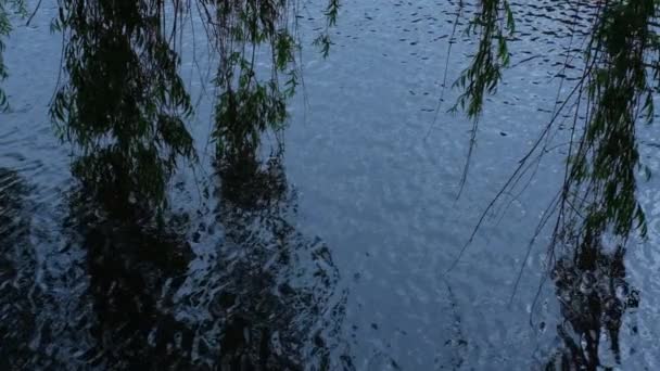 Ivy Vinrankor Hängande Dammen Ringar Vatten Rör Sig Slow Motion — Stockvideo