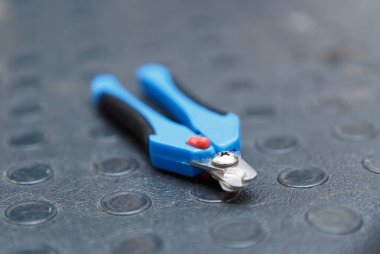 Kuaförde profesyonel tırnak makası. Pençe kırpmak için veteriner kliniği araçları