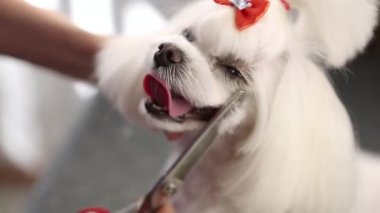 Malta köpeği evcil hayvan bakım salonunda yetiştiriliyor.