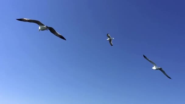 Γλάροι Που Πετούν Πάνω Από Θάλασσα Του Μαρμαρά Στην Τουρκία — Αρχείο Βίντεο