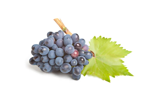 Grapes isolated — Stock Photo, Image