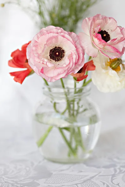 Pryskyřník květiny — Stock fotografie