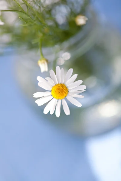카모마일 꽃 — 스톡 사진