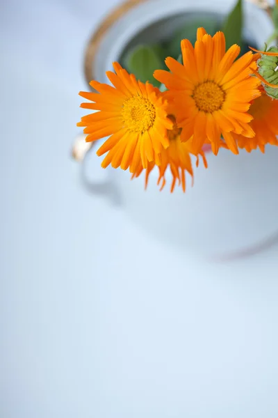 Flores de calêndula em vaso — Fotografia de Stock