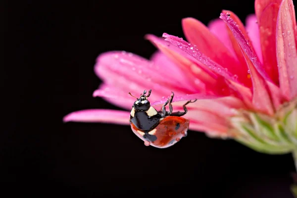 Closeup uğur böceği — Stok fotoğraf