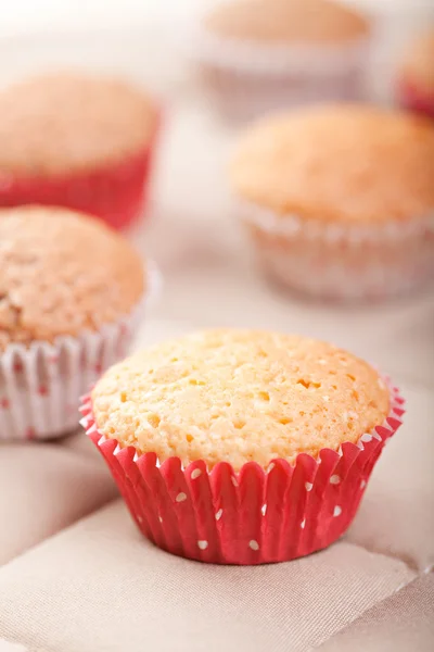 Magdalenas caseras — Foto de Stock