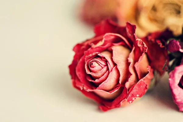 Dried roses — Stock Photo, Image