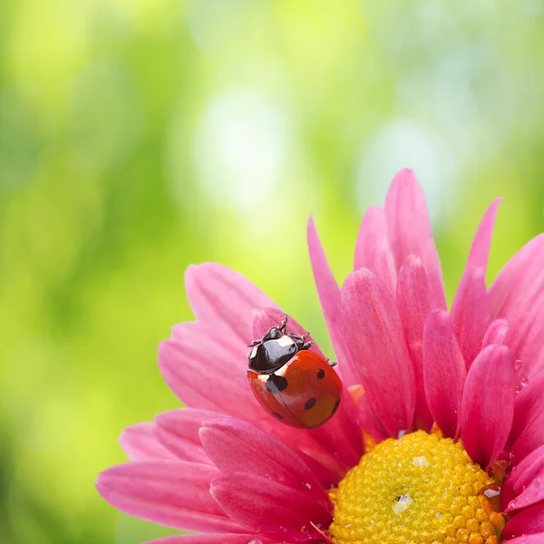 Lieveheersbeestje op bloem — Stockfoto