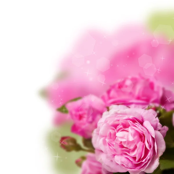 Троянди рожеві букет — стокове фото