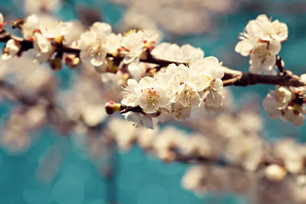 Apricot blossoms — Stock Photo, Image