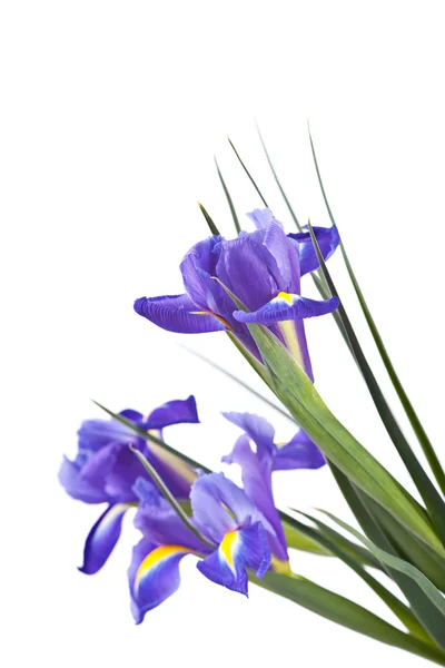 Irises flowers — Stock Photo, Image