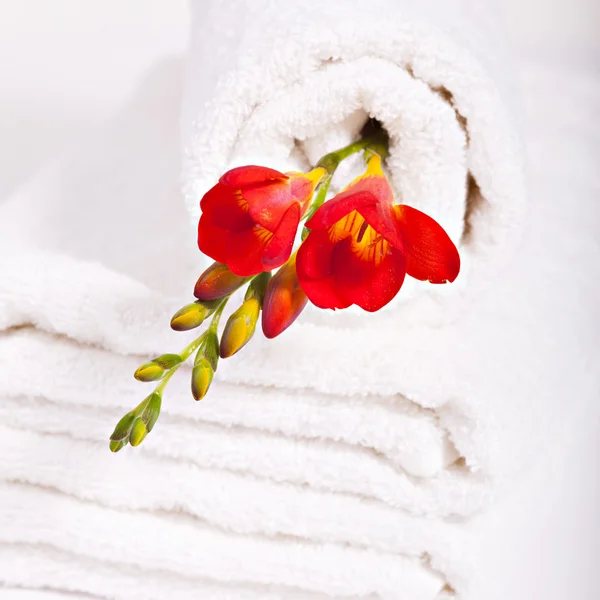 White towel and red fresia flowers — Stock Photo, Image