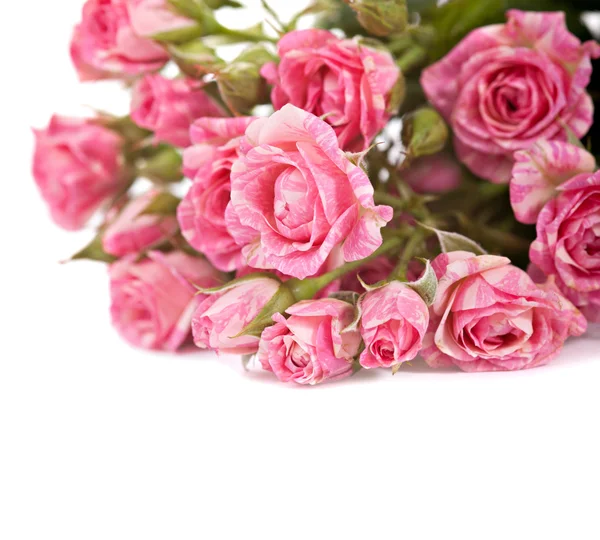Flower of pink roses — Stock Photo, Image