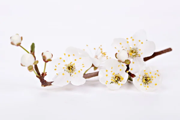 Spring blossom flowers — Stock Photo, Image