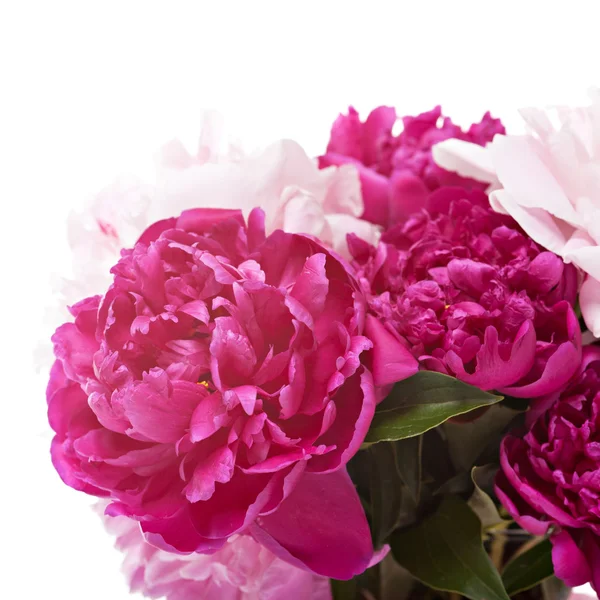 Peonies çiçekler