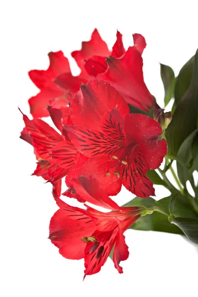 Alstroemeria röda blommor — Stockfoto