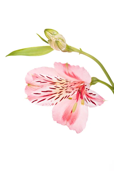 Розовые цветы Alstroemeria — стоковое фото