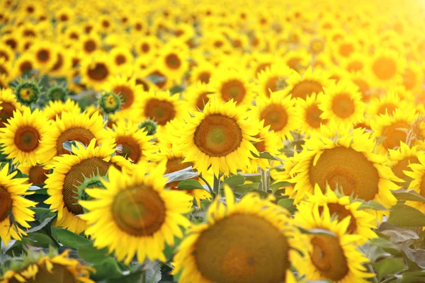 Zonnebloem veld — Stockfoto