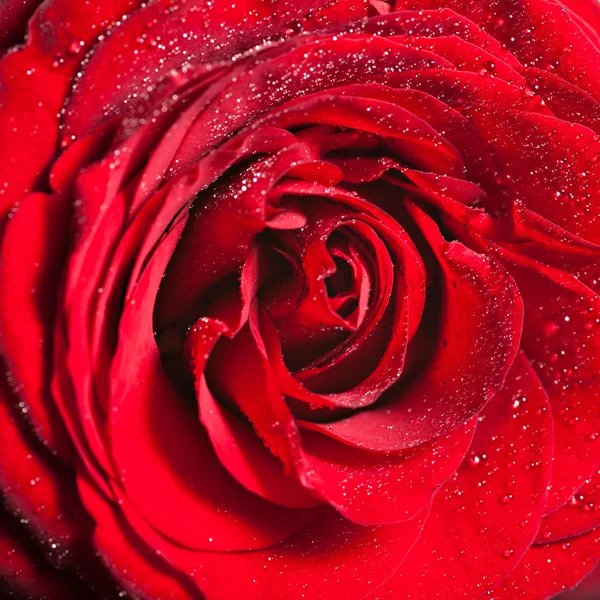Szoros vörös rózsa — Stock Fotó