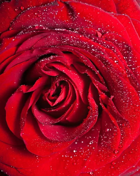 Bližší červená růže — Stock fotografie
