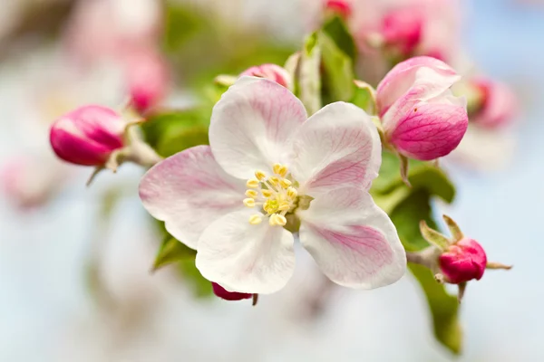 Flores florescentes de uma árvore da maçã — Fotografia de Stock