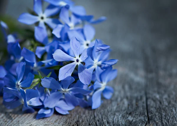 Fleurs printanières bleues — Photo