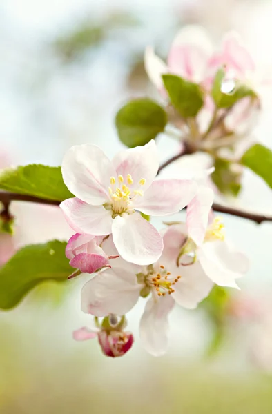 Flores florescentes de uma árvore da maçã — Fotografia de Stock
