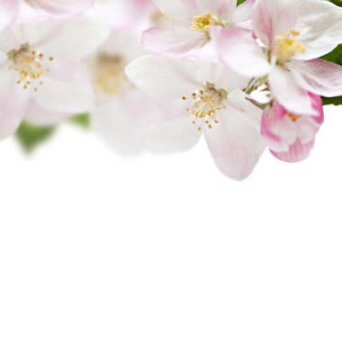 elma çiçekleri kenarlık