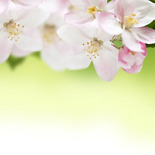 Apple flowers border — Stock Photo, Image