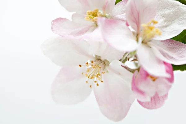 Fiori di melo su bianco — Foto Stock