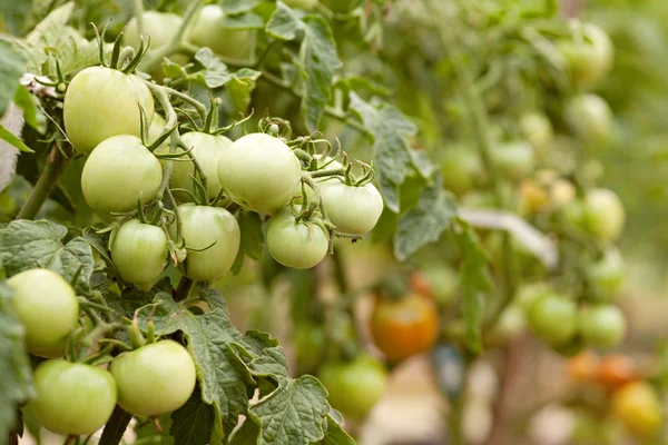 Gröna tomater i en trädgård — Stockfoto