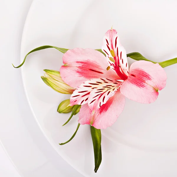 Jarní dekorace s růžovými alstromeria — Stock fotografie
