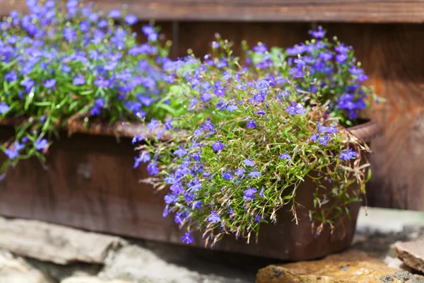 Flores azules pequeñas — Foto de Stock