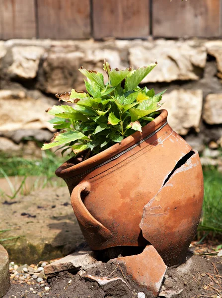 鍋に屋外の植物します。 — ストック写真